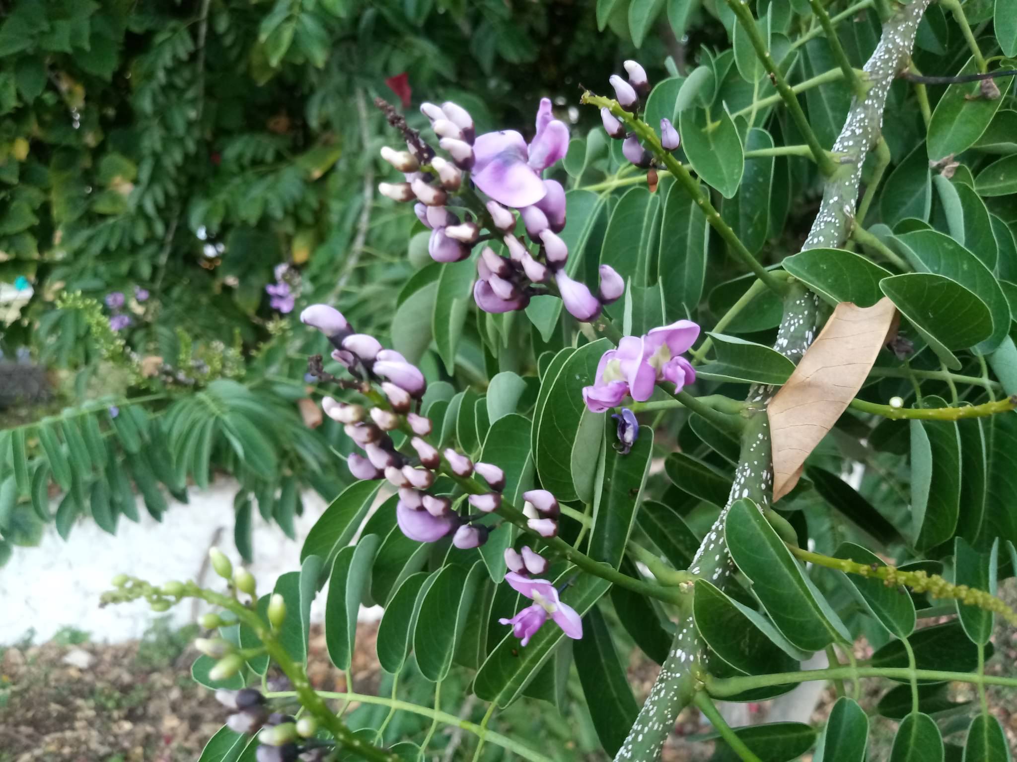 Lonchocarpus punctatus